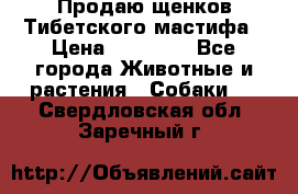 Продаю щенков Тибетского мастифа › Цена ­ 45 000 - Все города Животные и растения » Собаки   . Свердловская обл.,Заречный г.